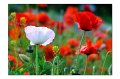 Mohn M 09